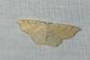 Cyclophora punctaria